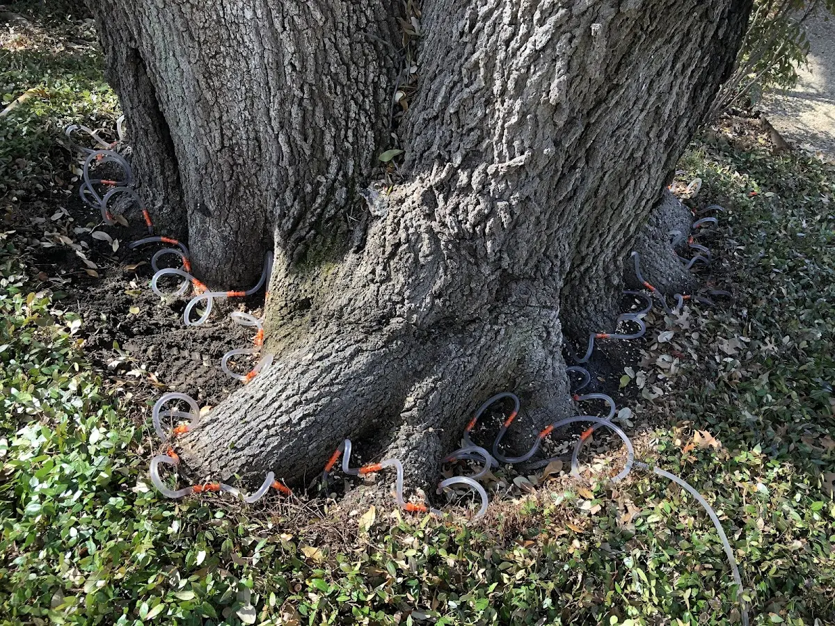 Detailed Shrub and Hedge Trimming job site in Dickinson